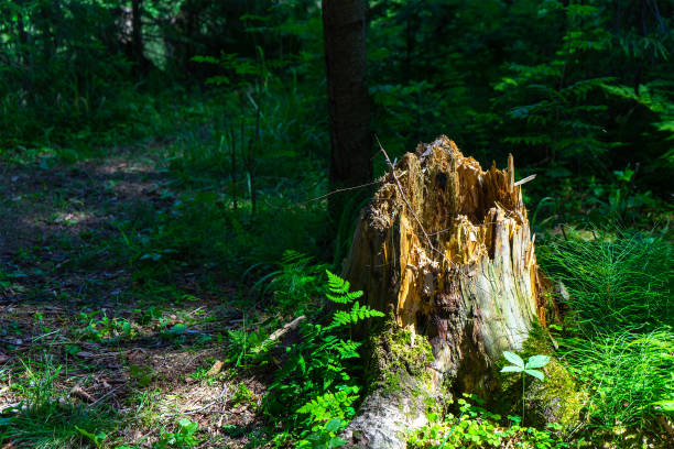 istock An old rotten stump lit by the sun's rays in a clearing in the forest 1399627574