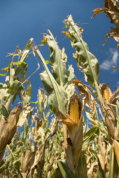 milho no campo - nebraska midwest usa farm prairie imagens e fotografias de stock