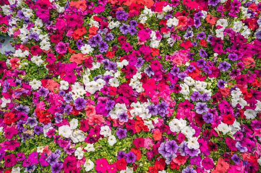 Summer background with colorful petunia flowers in garden.
