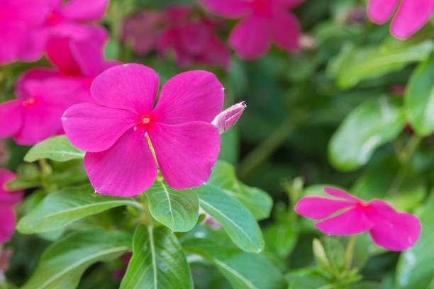 duży piękny kwiat catharanthus roseus z bliska. - catharanthus zdjęcia i obrazy z banku zdjęć