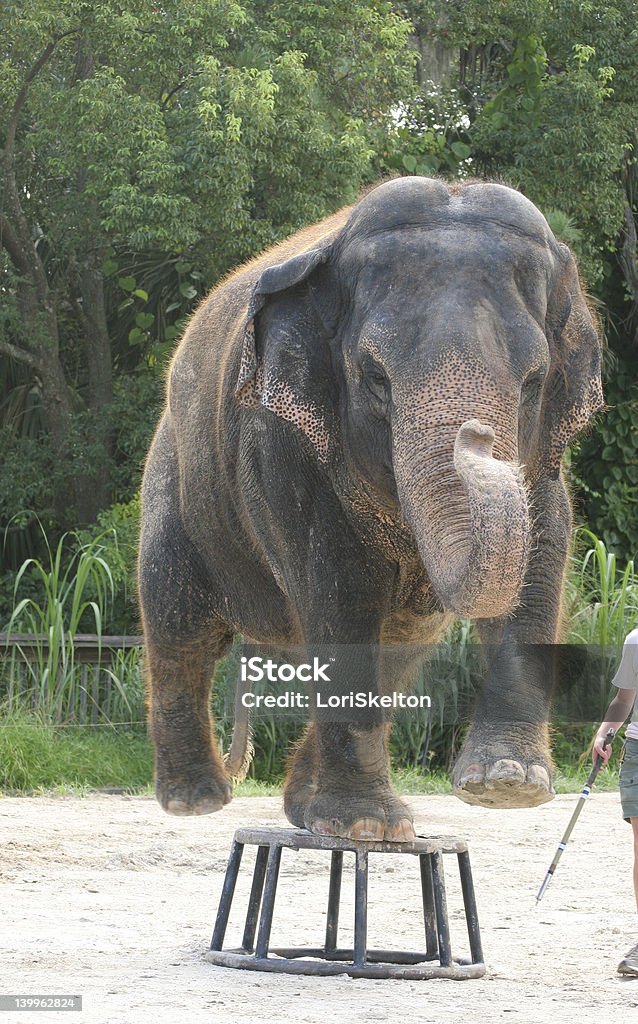 Elefante asiatico esecuzione nello Zoo - Foto stock royalty-free di Animale