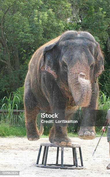 Elefante Asiatico Esecuzione Nello Zoo - Fotografie stock e altre immagini di Animale - Animale, Animale da spettacolo, Animale in cattività