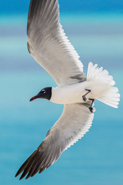 istock Laughing Gull in the Bahamas 1399628597