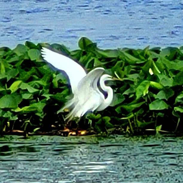 white egret looking for lunch - water hyacinth water plant pond nobody imagens e fotografias de stock