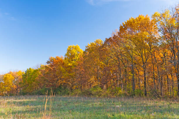 istock Wall of Colorful Trees Along a Prairie in Fall 1399628669