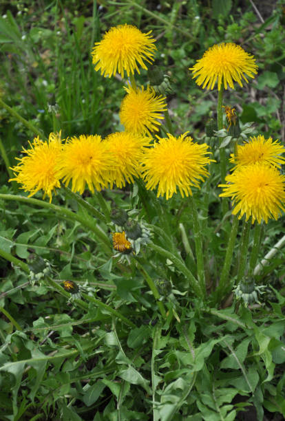 istock In spring, dandelion blooms in nature 1399629079