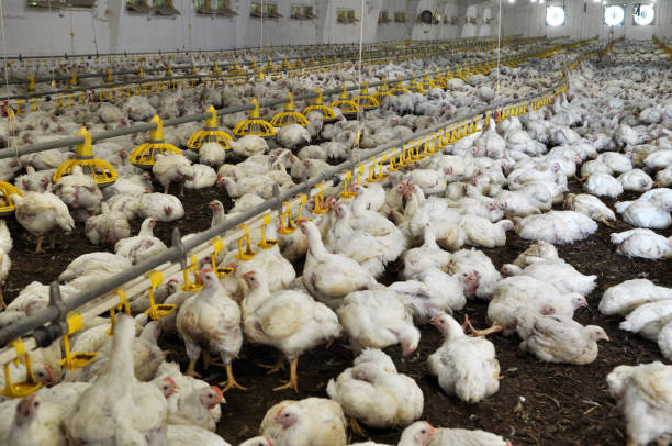 istock Farm for growing broiler chickens 1399629080