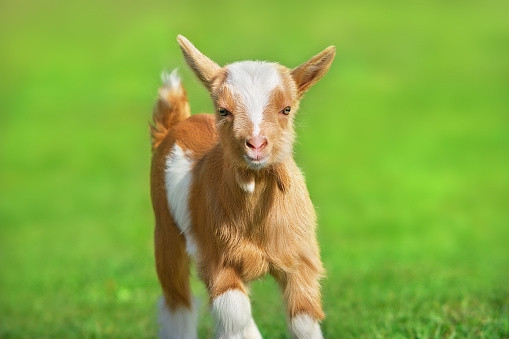 Beautiful cute goat kid on green spring grass