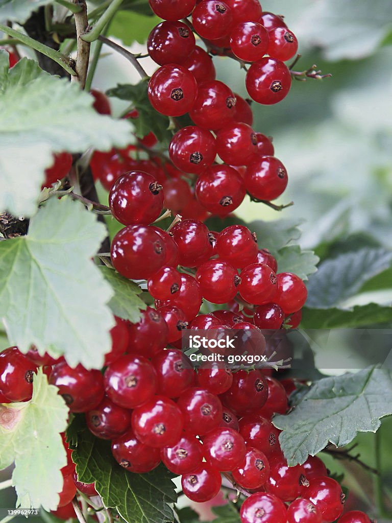 close-up de Cranberry - Foto de stock de Fechado royalty-free