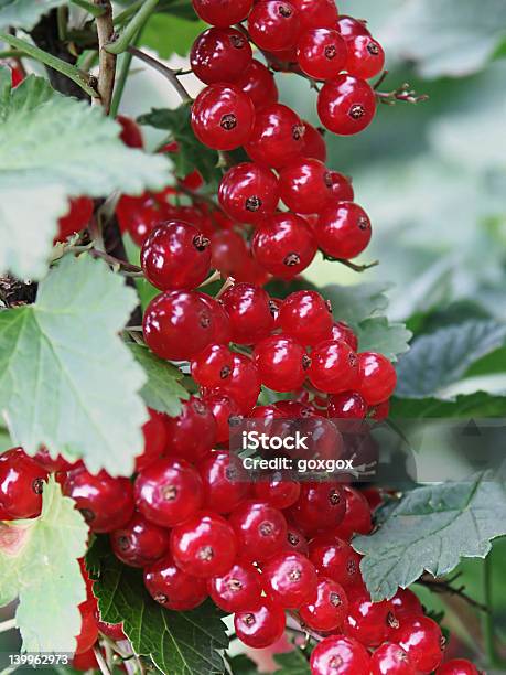 Foto de Closeup De Cranberry e mais fotos de stock de Fechado - Fechado, Passa de Corinto, Alimentação Saudável