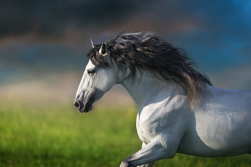 Andalusian horse with long mane run gallop close up