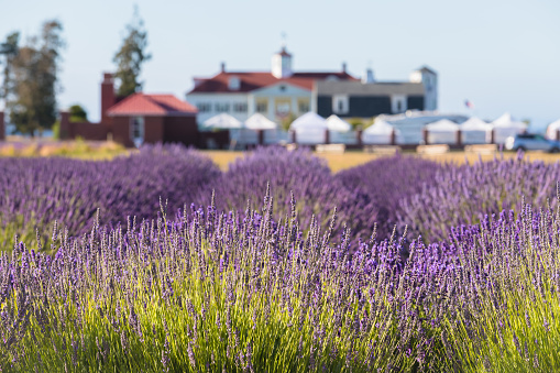 Lavender Fields during Lavender Festival in Sequim, WA in July 2021