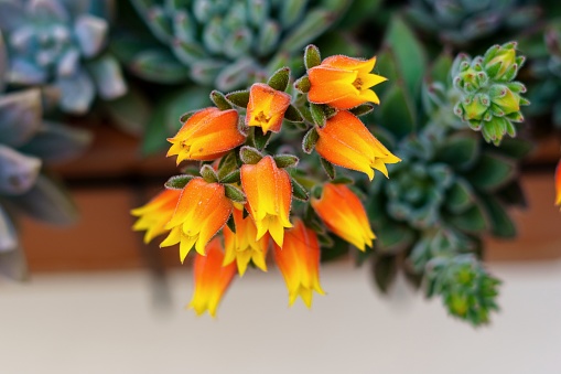 Echeveria elegans is a species of succulent plant of the Crassulaceae family.