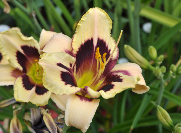 istock Lilies bloom in the garden 1399630103