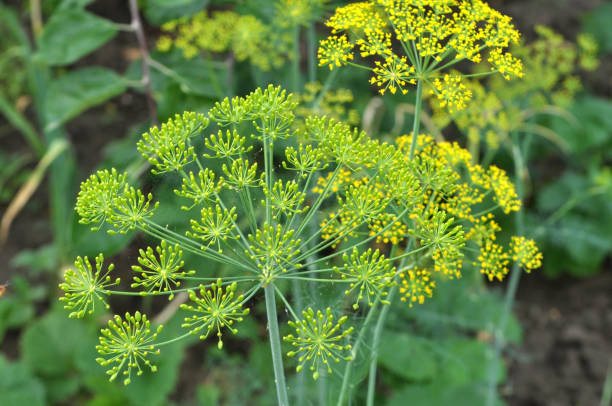 istock In the garden grows dill 1399630137