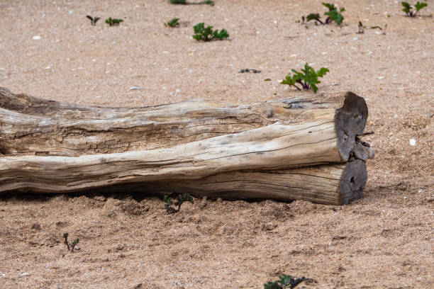 Close-up of a dry tree trunk with a beautiful pattern of structure on the sea beach. A log washed up by the sea on a sandy beach.