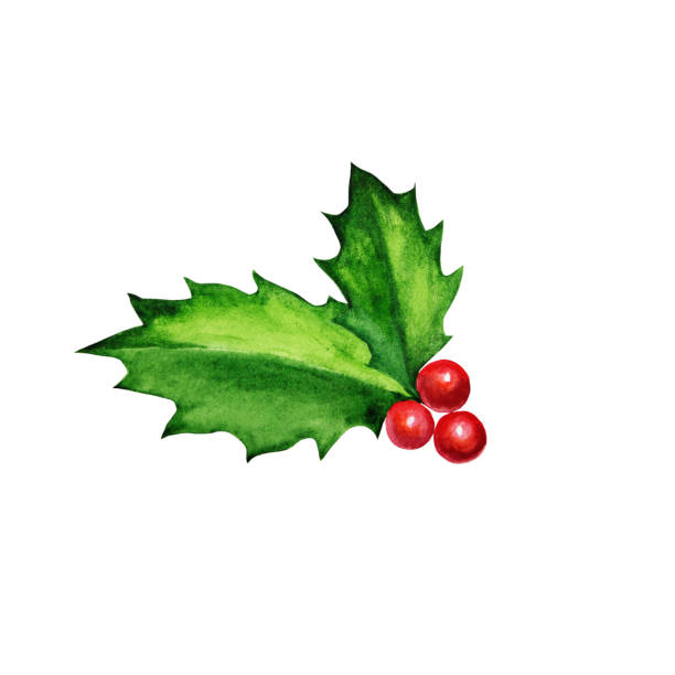 ilustrações de stock, clip art, desenhos animados e ícones de watercolor illustration with holly leaves and berries. - winterberry holly