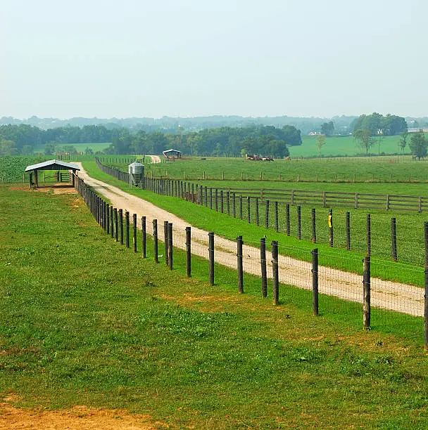 Cattle Ranch in Kentucky USA in the summertime.