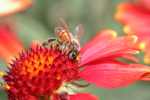 istock Bee on Gaillardia Covered in Pollen 1399631954