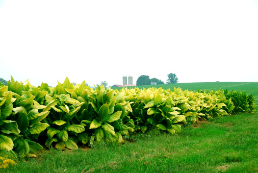 Tobacco plants growing in the hills of Kentucky USA in the late summer.