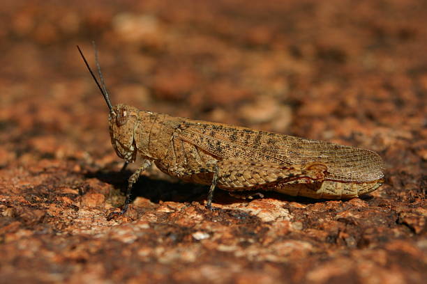 Camouflage Grasshopper stock photo