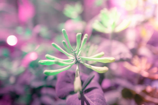 Spring flower and buds backdrop image