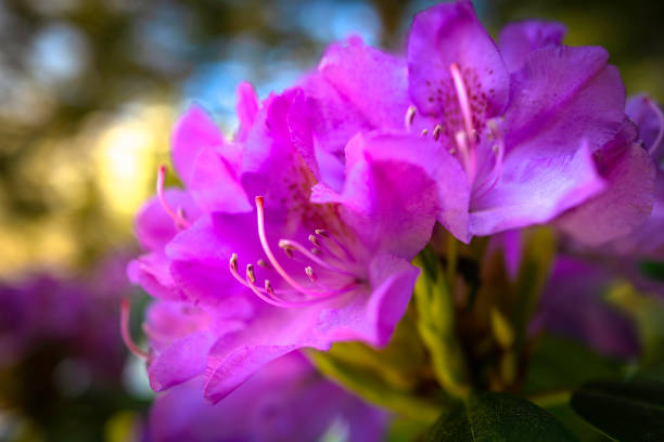 Spring flower and buds backdrop image