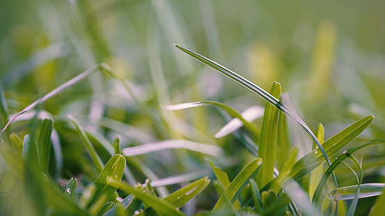 Fresh green spring grass with dew drops closeup with sun on natural defocused light nature bokeh background, Lawn grass sprouting, sowing crops and grains