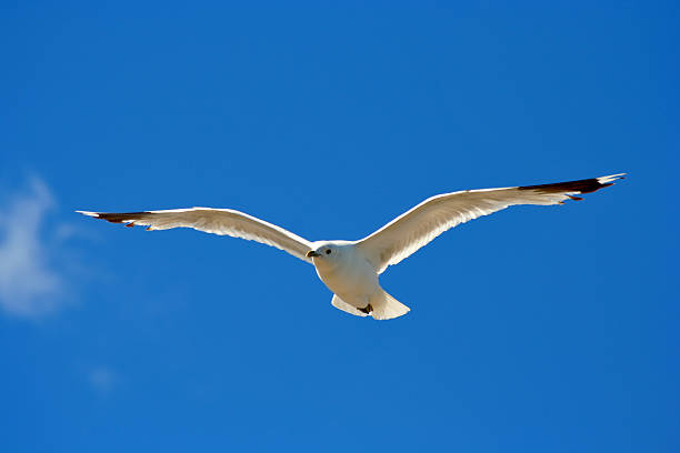 Liberdade - fotografia de stock