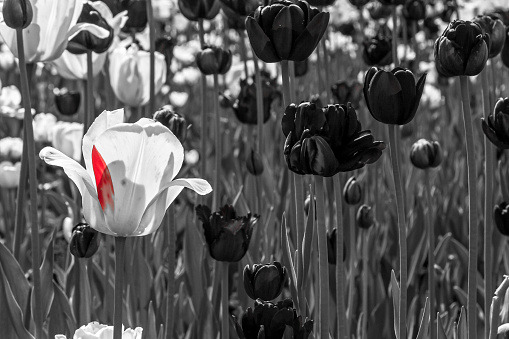 Black and white photography of tulips with a small red petal part.