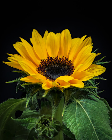 Sunflower on black background