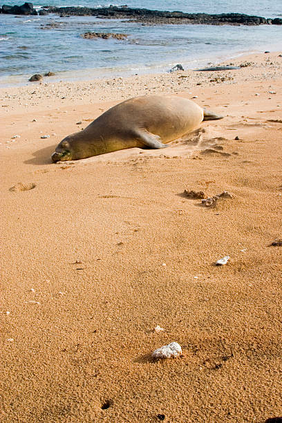 Hawaiian Monk Seal stock photo