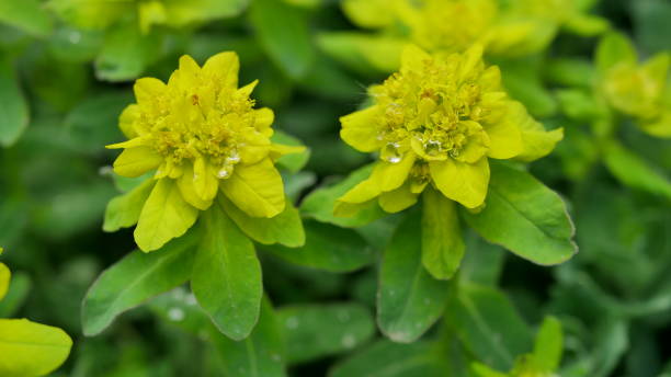 istock flowers in the garden 1399633550