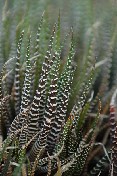 istock Haworthia Attenuata - Lily Family 139963361