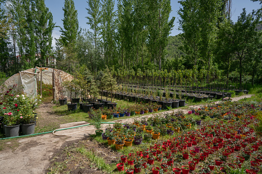 A flourishing flower garden and greenhouse