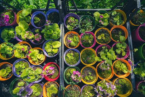 Flowers in greenhouse