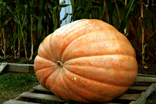 Huge pumpkin sitting on a pallet.