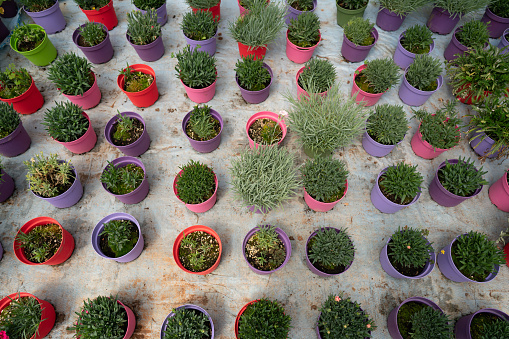 Growing flower plants in greenhouse