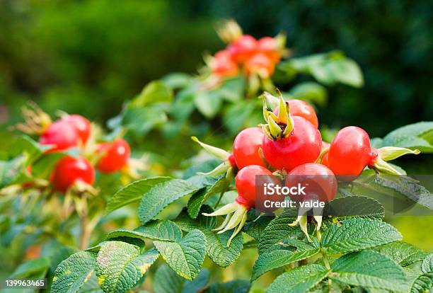 Rosa Silvestre - Fotografias de stock e mais imagens de Fruto da roseira - Fruto da roseira, Beleza, Beleza natural