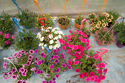 Various sorts of petunia flowers in hanging pots in the green house, summer or spring background