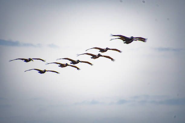 Birds flying