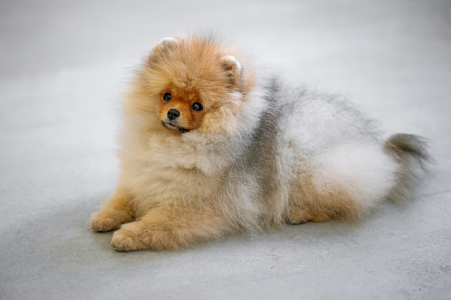 Dog of the German Spitz breed on the bed, cute pet