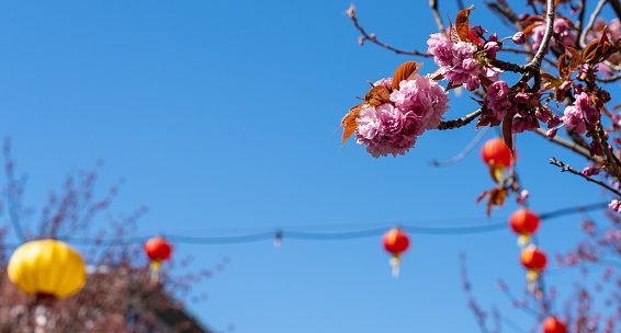 Close-up cherry blossom in full bloom in springtime. Yellow and red lanterns on wire in the background over blue sky.