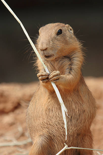 istock Prairie Dog Holding Straw 139963501