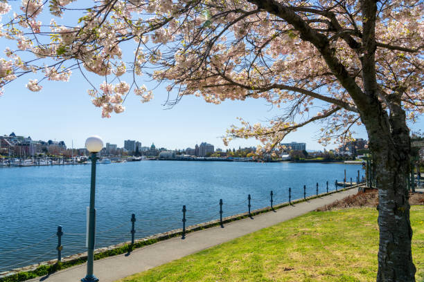istock Songhees Point Park Walkway. Full bloom cherry blossom during springtime. Victoria Inner Harbour. 1399635037