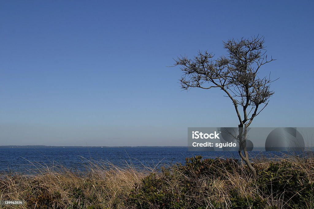 tree over looking ocan bay Wind blown tree, surrounded by tall grasses over looking ocean bay. Cedar Point, Long Island, NY Above Stock Photo