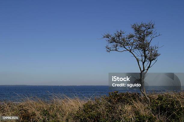 Tree Over Looking Ocan Bay Stock Photo - Download Image Now - Above, Bay of Water, Big Sky Ski Resort