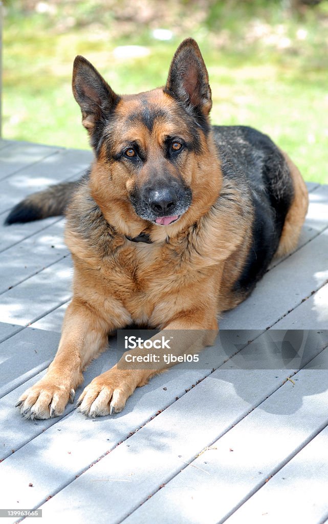 German Shepard Dog This is my German Shepard.  His name is Little Bear.  He enjoys posing for the camera most of the time. Animal Stock Photo