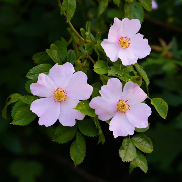 istock Three light wild rose flowers on dark background 1399636653