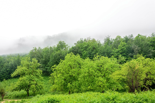 Alpine meadows, foggy mountains at Abkhazia (Kodori Gorge)